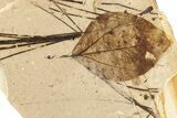 Fossil Leaf (Sassafras, Pinus) Plate - McAbee, BC #253974-1